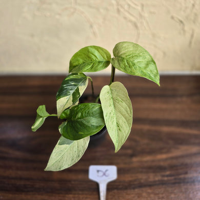 #D6 Variegated Monstera Laniata