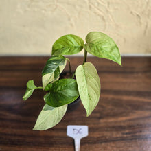 Load image into Gallery viewer, #D6 Variegated Monstera Laniata