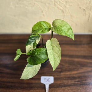 #D6 Variegated Monstera Laniata