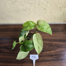 Load image into Gallery viewer, #D6 Variegated Monstera Laniata