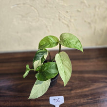 Load image into Gallery viewer, #D6 Variegated Monstera Laniata