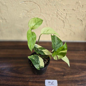 #D6 Variegated Monstera Laniata