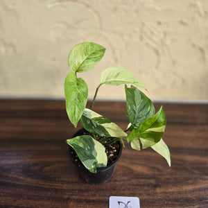 #D6 Variegated Monstera Laniata