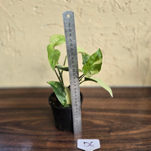 #D6 Variegated Monstera Laniata
