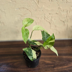 #D6 Variegated Monstera Laniata