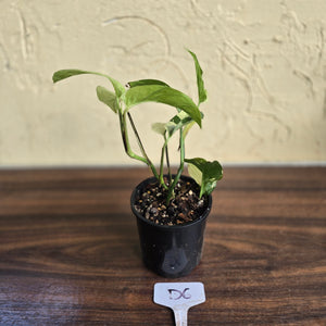 #D6 Variegated Monstera Laniata