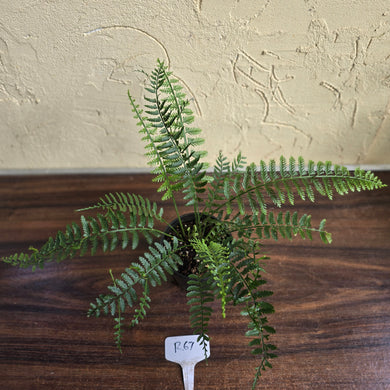 #R67 Asplenium Bulbiferum - Hen And Chicken Fern