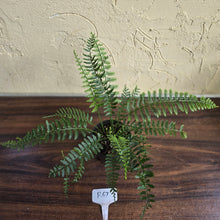 Load image into Gallery viewer, #R67 Asplenium Bulbiferum - Hen And Chicken Fern