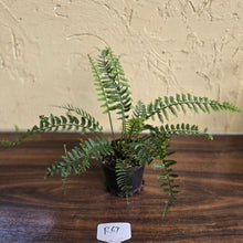 Load image into Gallery viewer, #R67 Asplenium Bulbiferum - Hen And Chicken Fern