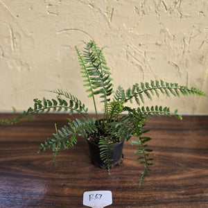 #R67 Asplenium Bulbiferum - Hen And Chicken Fern