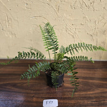Load image into Gallery viewer, #R67 Asplenium Bulbiferum - Hen And Chicken Fern