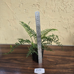 #R67 Asplenium Bulbiferum - Hen And Chicken Fern