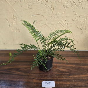 #R67 Asplenium Bulbiferum - Hen And Chicken Fern