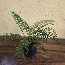 Load image into Gallery viewer, #R67 Asplenium Bulbiferum - Hen And Chicken Fern