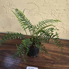 Load image into Gallery viewer, #R67 Asplenium Bulbiferum - Hen And Chicken Fern