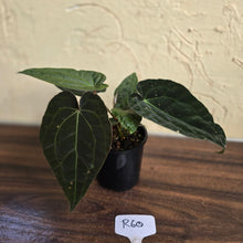 Load image into Gallery viewer, #R60 Three x Headed, Dark and Bullate Anthurium NOID