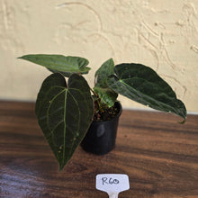 Load image into Gallery viewer, #R60 Three x Headed, Dark and Bullate Anthurium NOID