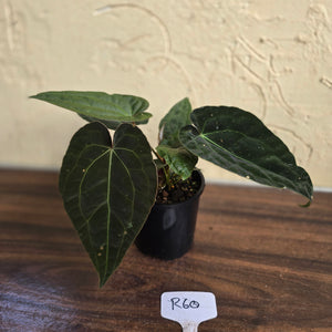 #R60 Three x Headed, Dark and Bullate Anthurium NOID