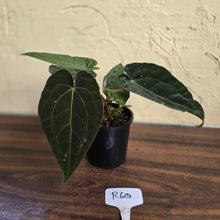 Load image into Gallery viewer, #R60 Three x Headed, Dark and Bullate Anthurium NOID