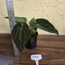 Load image into Gallery viewer, #R60 Three x Headed, Dark and Bullate Anthurium NOID