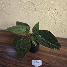 Load image into Gallery viewer, #R60 Three x Headed, Dark and Bullate Anthurium NOID