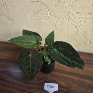 #R60 Three x Headed, Dark and Bullate Anthurium NOID