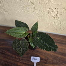 Load image into Gallery viewer, #R60 Three x Headed, Dark and Bullate Anthurium NOID