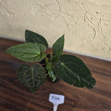 Load image into Gallery viewer, #R60 Three x Headed, Dark and Bullate Anthurium NOID
