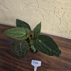 #R60 Three x Headed, Dark and Bullate Anthurium NOID