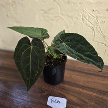 Load image into Gallery viewer, #R60 Three x Headed, Dark and Bullate Anthurium NOID