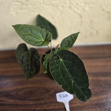 #R60 Three x Headed, Dark and Bullate Anthurium NOID