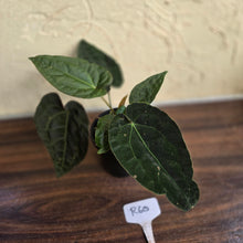 Load image into Gallery viewer, #R60 Three x Headed, Dark and Bullate Anthurium NOID