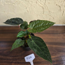 Load image into Gallery viewer, #R60 Three x Headed, Dark and Bullate Anthurium NOID