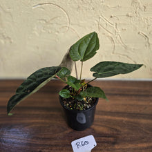 Load image into Gallery viewer, #R60 Three x Headed, Dark and Bullate Anthurium NOID