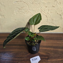 Load image into Gallery viewer, #R60 Three x Headed, Dark and Bullate Anthurium NOID