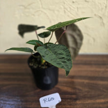 Load image into Gallery viewer, #R60 Three x Headed, Dark and Bullate Anthurium NOID