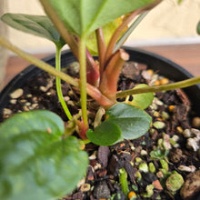 Load image into Gallery viewer, #R60 Three x Headed, Dark and Bullate Anthurium NOID