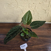 Load image into Gallery viewer, #R60 Three x Headed, Dark and Bullate Anthurium NOID