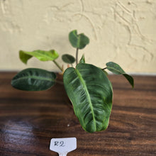 Load image into Gallery viewer, #R2 Philodendron Pulchrum