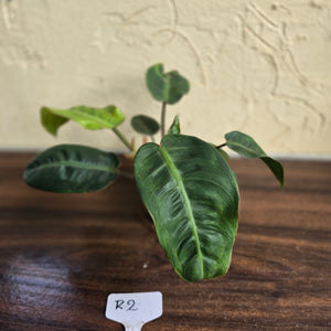 #R2 Philodendron Pulchrum