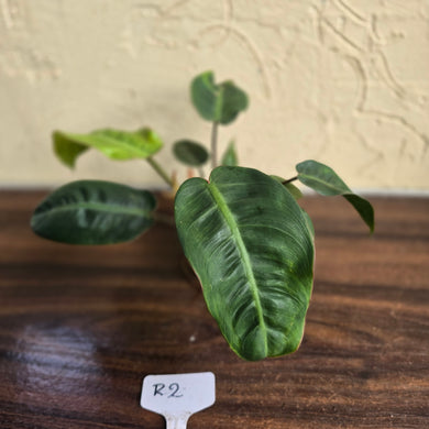 #R2 Philodendron Pulchrum