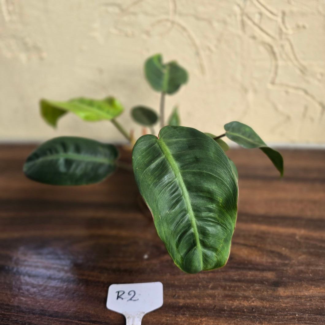 #R2 Philodendron Pulchrum