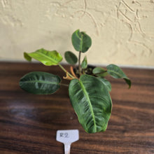 Load image into Gallery viewer, #R2 Philodendron Pulchrum