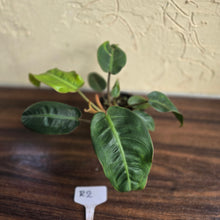 Load image into Gallery viewer, #R2 Philodendron Pulchrum