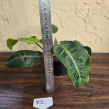 Load image into Gallery viewer, #R2 Philodendron Pulchrum