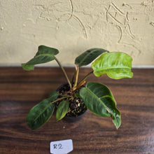 Load image into Gallery viewer, #R2 Philodendron Pulchrum