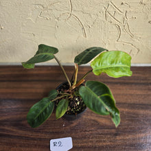 Load image into Gallery viewer, #R2 Philodendron Pulchrum