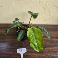 Load image into Gallery viewer, #R2 Philodendron Pulchrum