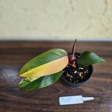 #R483 Philodendron Strawberry Shake