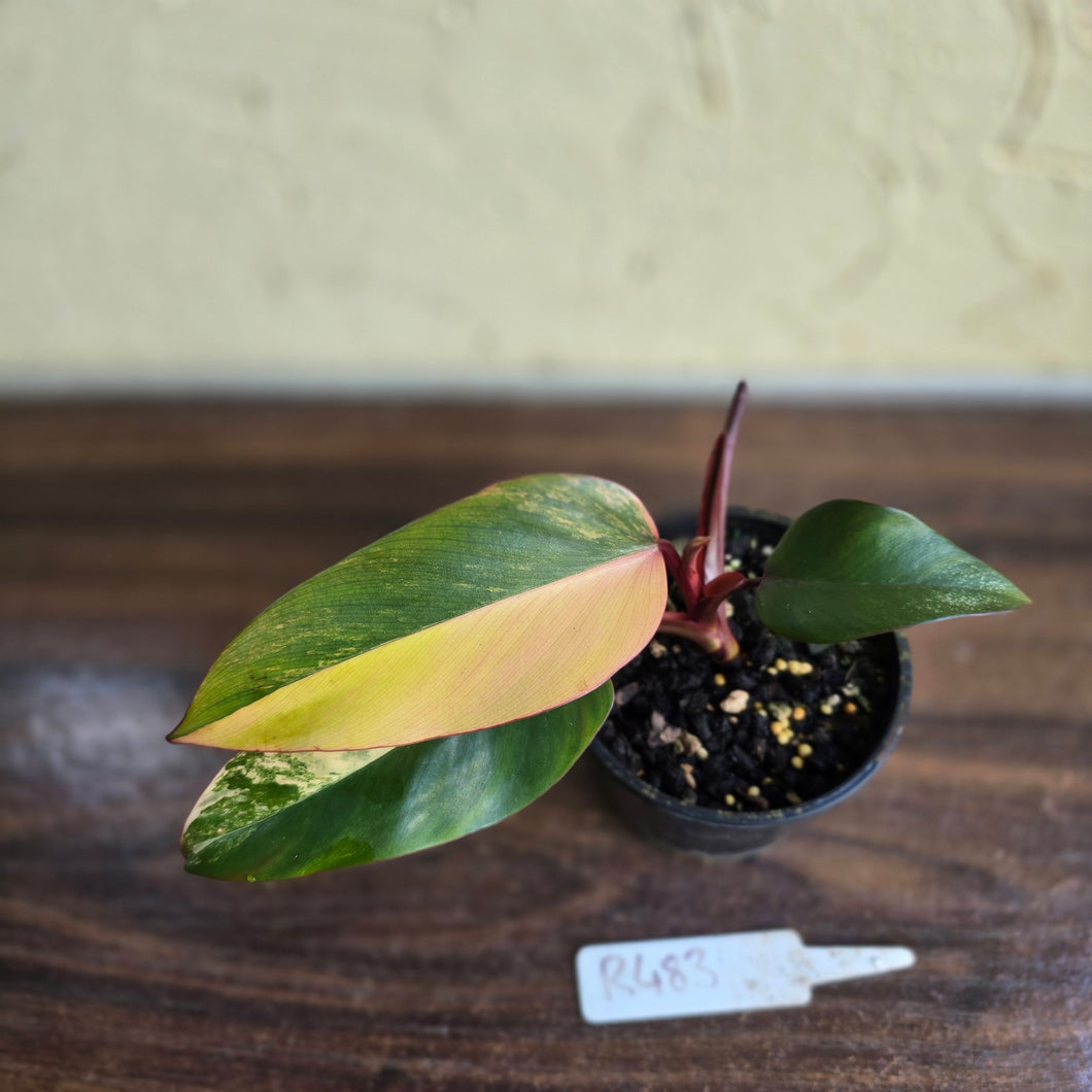 #R483 Philodendron Strawberry Shake